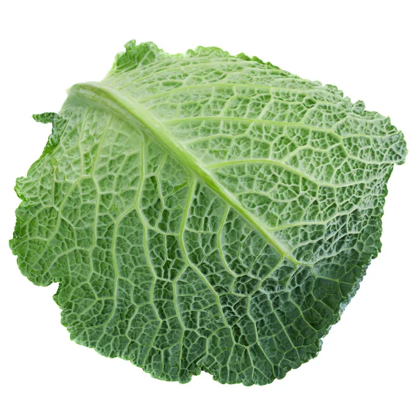 Savoy cabbage leaf on white — Stock Photo, Image