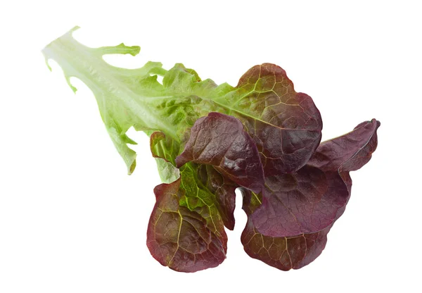 Salada de alface de folha de carvalho — Fotografia de Stock