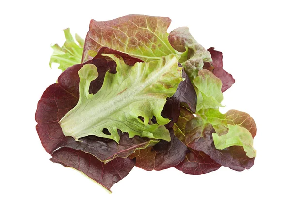 Salada de alface de folha de carvalho — Fotografia de Stock
