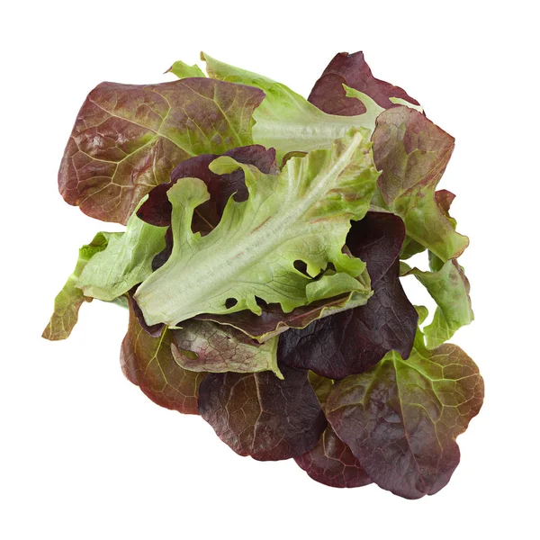 Oakleaf салат салат — стокове фото