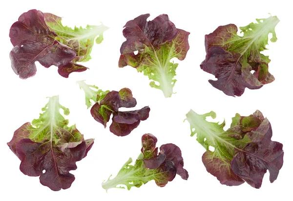 Conjunto de salada de alface de folha de carvalho — Fotografia de Stock
