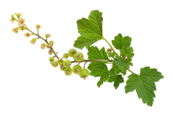 Young green currant — Stock Photo, Image