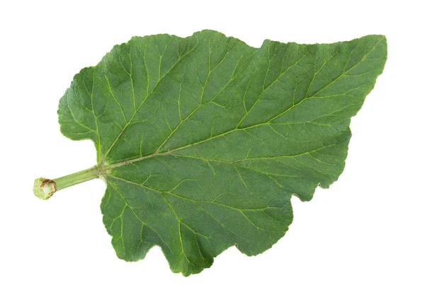 Hoja de verduras de ruibarbo sobre blanco —  Fotos de Stock