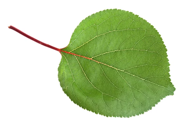 Apricot leaf closeup on white — Stock Photo, Image