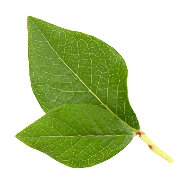 Blueberry fruit leaf closeup — Stock Photo, Image
