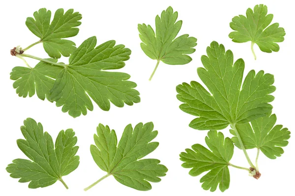 Gooseberry leaf collection on white — Stock Photo, Image