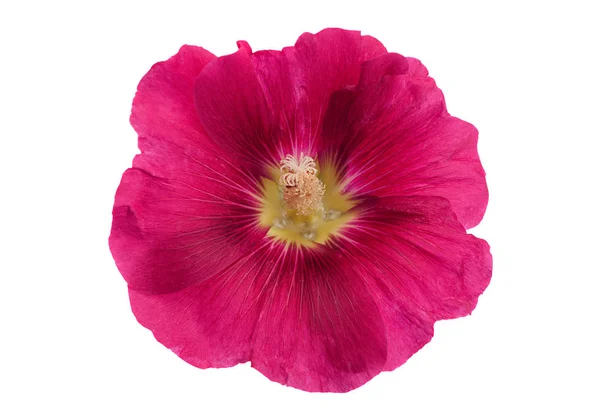 Roxo hollyhock flor closeup — Fotografia de Stock