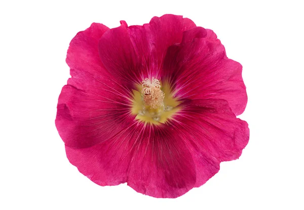 Flor de hollyhock púrpura primer plano —  Fotos de Stock