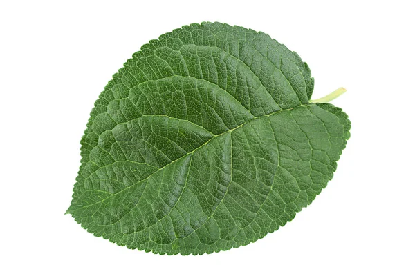 Closup plum leaf on white — Stock Photo, Image