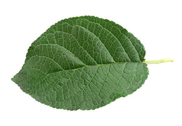 Closup śliwka liść na białym tle — Zdjęcie stockowe