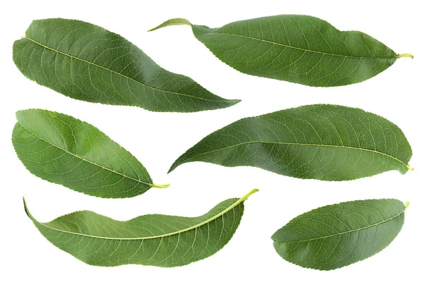 Colección de hojas de melocotón en blanco — Foto de Stock