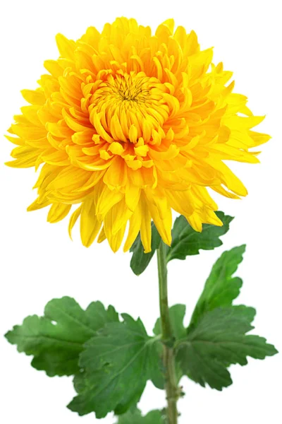 Cabeça de flor de crisântemo amarelo — Fotografia de Stock