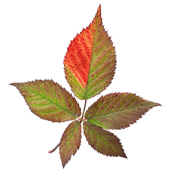 Autumn leaf on white — Stock Photo, Image