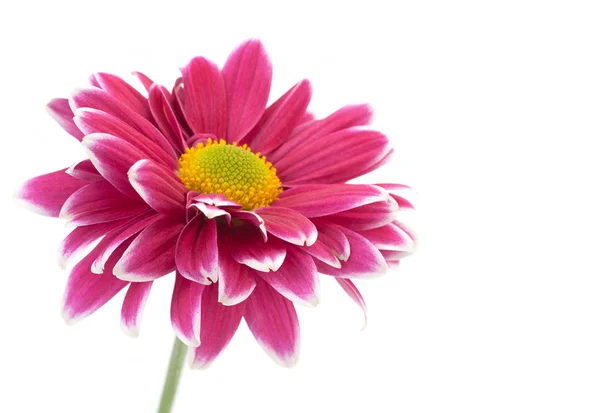 Lila krizantém virág Polárszűrő — Stock Fotó