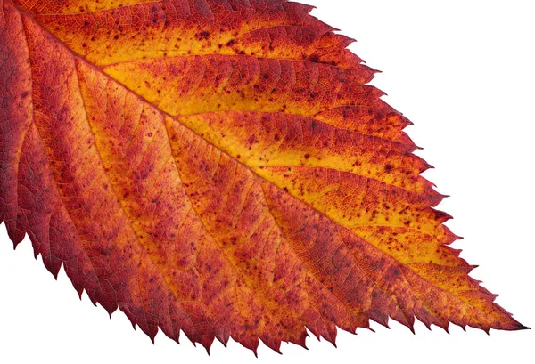 BlackBerry jesienny liść — Zdjęcie stockowe