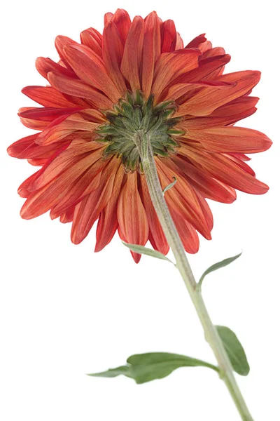 Red chrysanthemum flower head — Stock Photo, Image