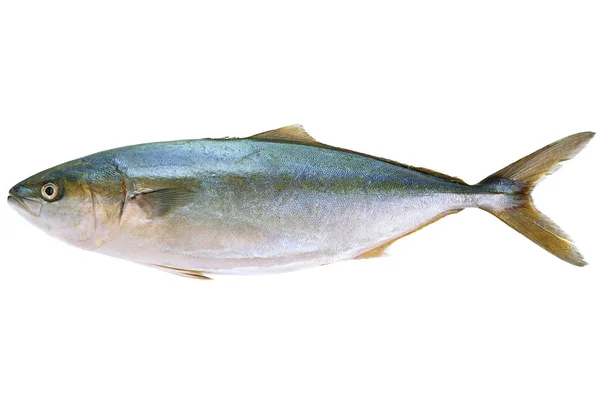 Atum peixe marinho em branco — Fotografia de Stock