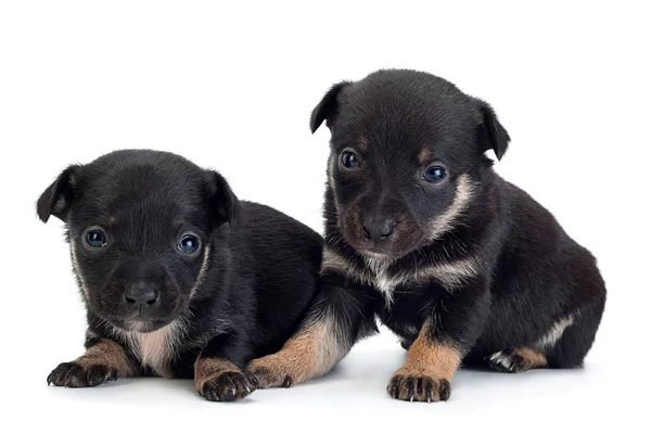 Cão bebê jovem no branco — Fotografia de Stock