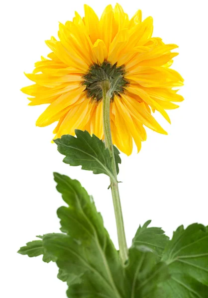 黄色の菊の花の頭 — ストック写真