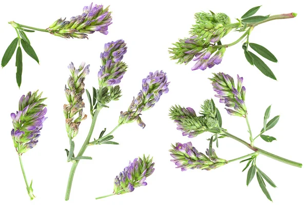 Alfaalfa herb collection auf weiß — Stockfoto