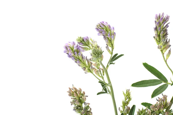 AlfaAlfa bylina na bílém — Stock fotografie