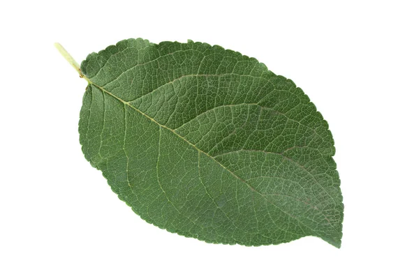 Closup plum leaf op witte — Stockfoto