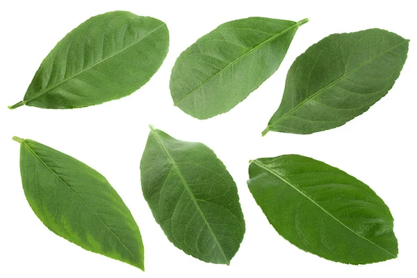 Colección de hojas de cítricos — Foto de Stock