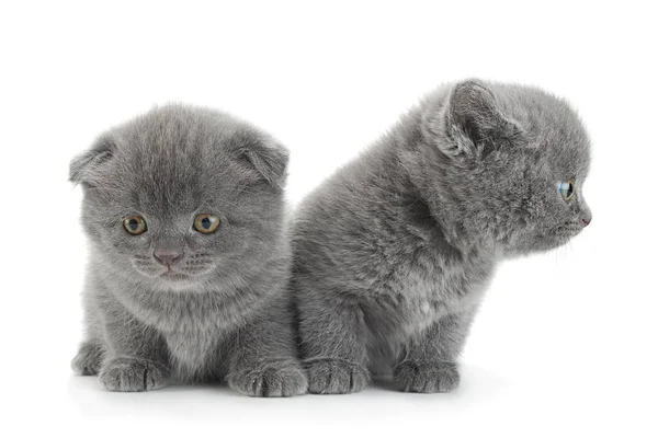 Scottish Fold šedá kočka — Stock fotografie