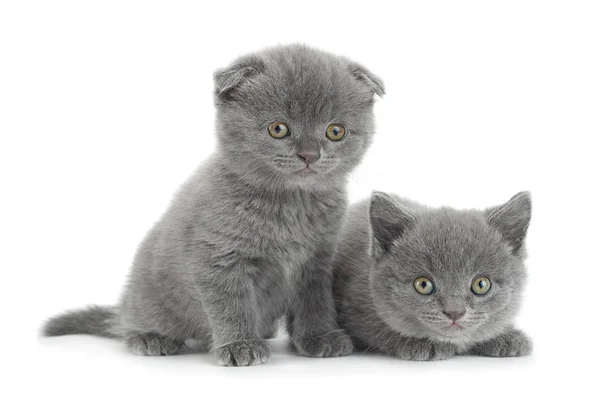 Pliegue escocés gato gris — Foto de Stock