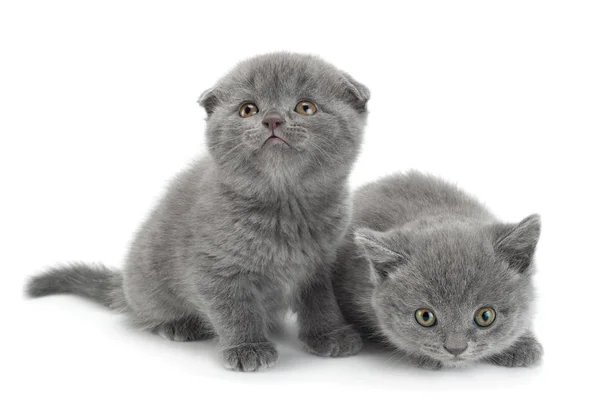 Scottish Fold šedá kočka — Stock fotografie