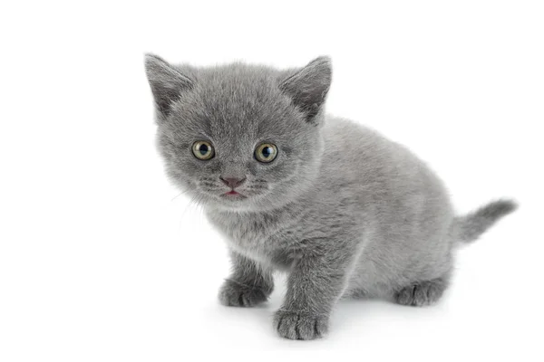 Scottish Fold šedá kočka — Stock fotografie