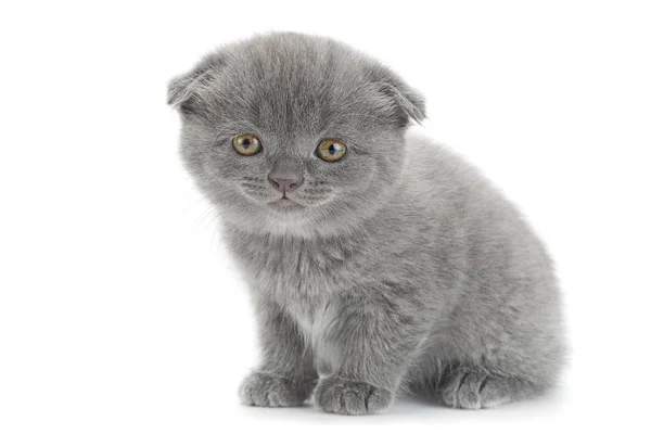 Scottish Fold gray cat — Stock Photo, Image