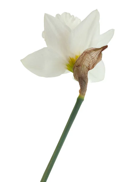 Narciso Primavera Fiore Primo Piano Isolato Sfondo Bianco — Foto Stock