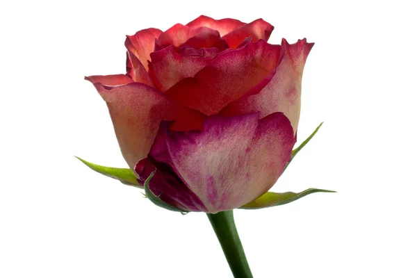 Голова Квітки Троянди Ізольована Білому Тлі — стокове фото