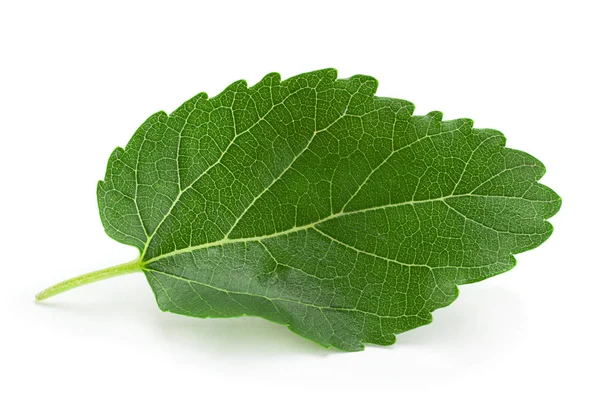 Mulberry Leaf Närbild Isolerad Vit Bakgrund — Stockfoto