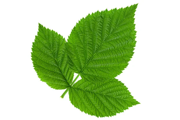 Raspberry Leaf Närbild Isolerad Vit Bakgrund — Stockfoto