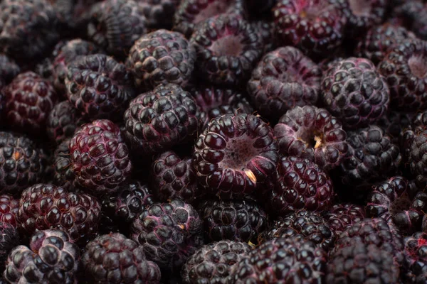 Fructe Cumberland Zmeură Hibridă Fundal Mure — Fotografie, imagine de stoc