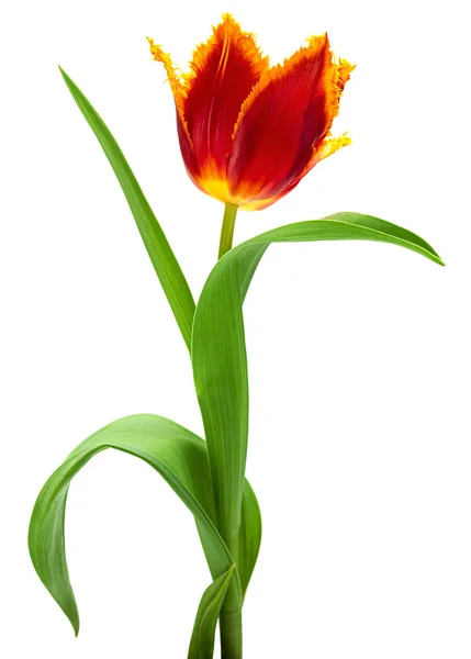 Red Tulip Flower Closeup Isolated White Background — Stock Photo, Image