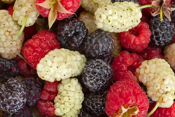 Mullbéry Framboise Fruits Cumberland Fond Gros Plan — Photo
