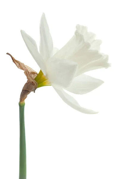 Narciso Primavera Fiore Primo Piano Isolato Sfondo Bianco — Foto Stock