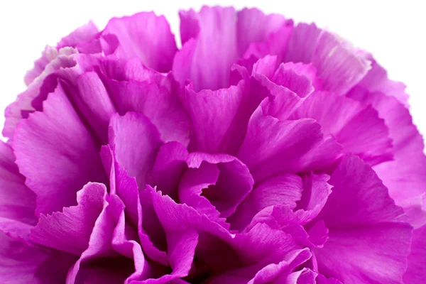 Rosa Nelke Blume Kopf Nahaufnahme Blütenblatt Detail Hintergrund — Stockfoto