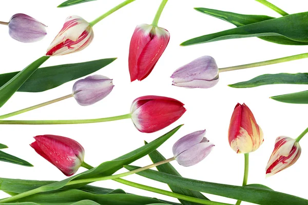 Mix Color Tulip Flower Set Isolated White Background — Stock Photo, Image