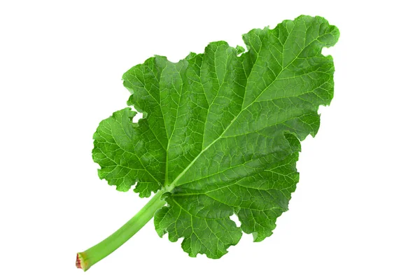 Feuille Légumes Rhubarbe Isolée Sur Fond Blanc — Photo