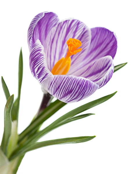 Violet Crocus Spring Flower Closeup Isolated White Background — Stock Photo, Image