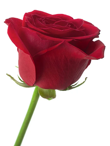 Röd Ros Blomma Huvudet Isolerad Vit Bakgrund Stockfoto