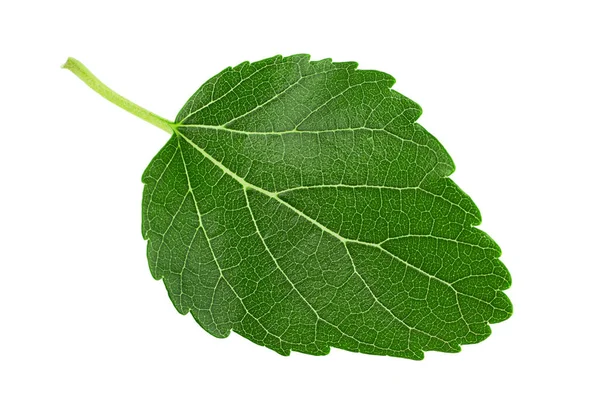 Mulberry Leaf Närbild Isolerad Vit Bakgrund — Stockfoto