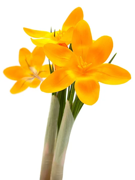 Yellow Crocus Spring Flower Closeup Isolated White Background — Stock Photo, Image