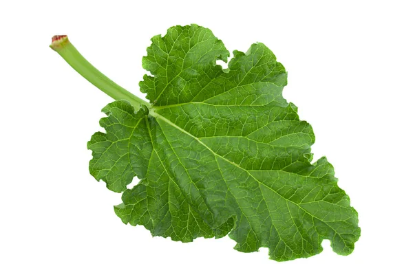 Feuille Légumes Rhubarbe Isolée Sur Fond Blanc — Photo