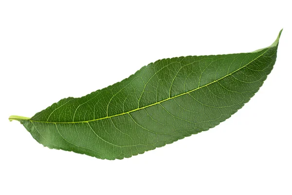Nectarine Fruit Closeup Leaf Isolated White Background — Stock Photo, Image