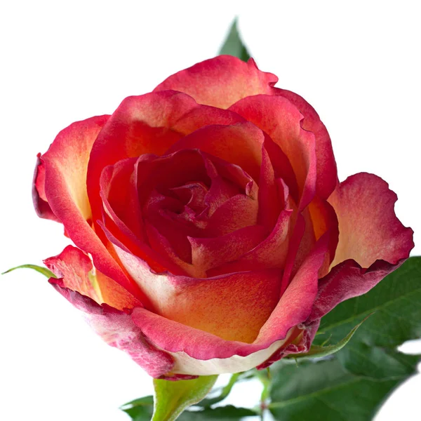 Rose Blomma Huvud Isolerad Vit Bakgrund — Stockfoto